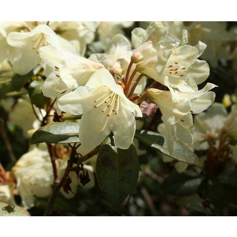 Rhododendron sp.