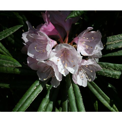 Rhododendron sp.