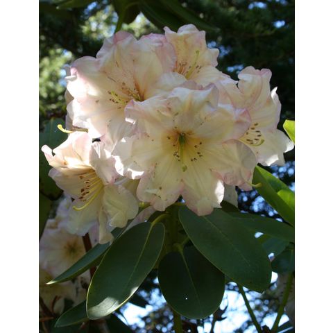 Rhododendron 'Hal Bruce'