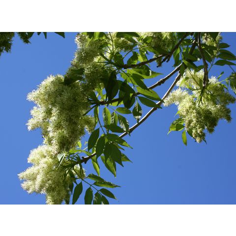 Fraxinus ornus