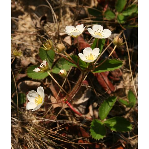 Fragaria virginiana