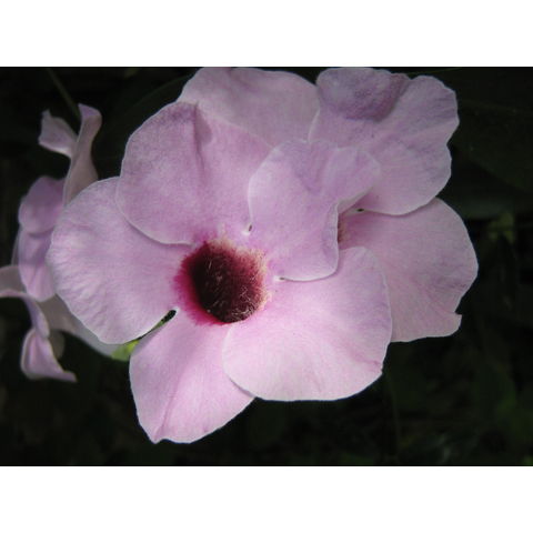 Pandorea jasminoides