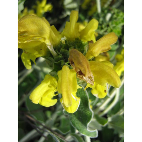 Phlomis fruticosa