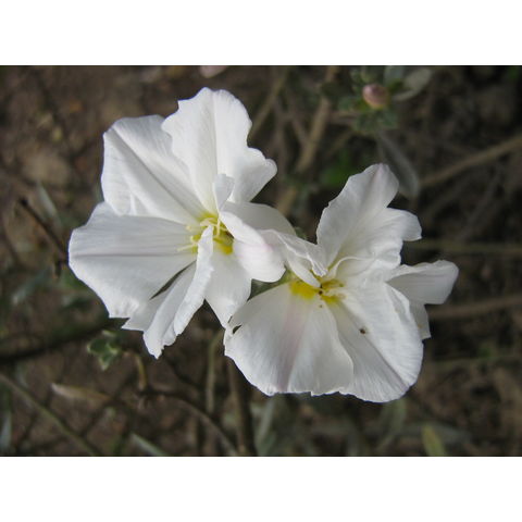 Convolvulus cneorum