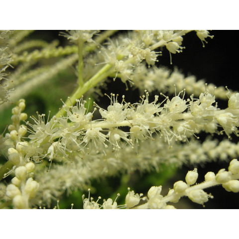 Aruncus dioicus