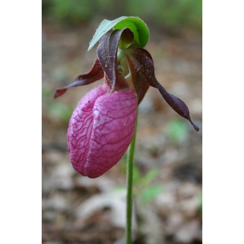 Cypripedium acaule