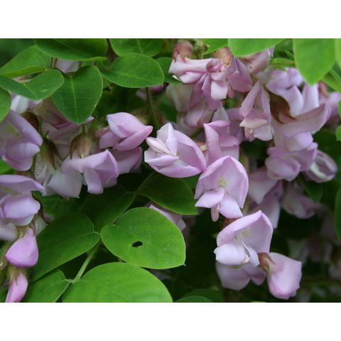 Robinia hispida