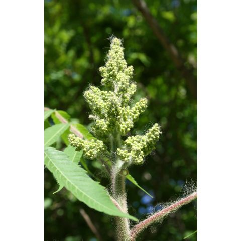 Rhus sp.