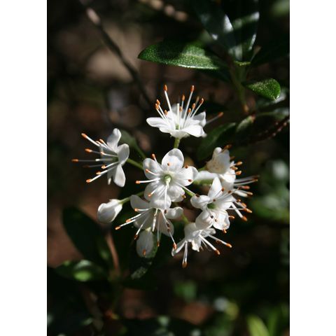 Rdododendron micranthum