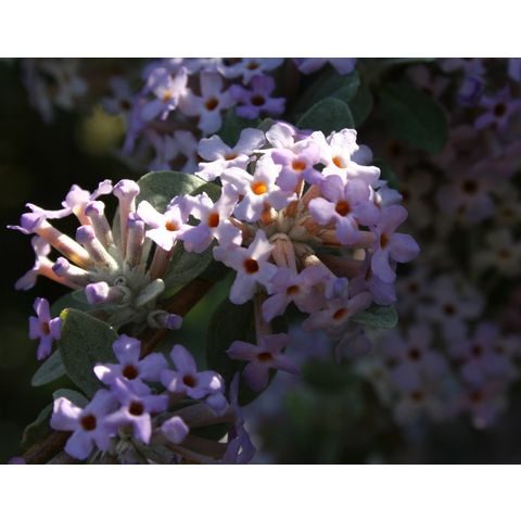 Buddleja alternifolia 'Argentea'
