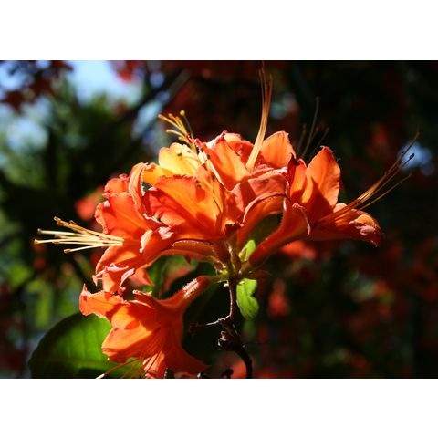 Rhododendron sp.