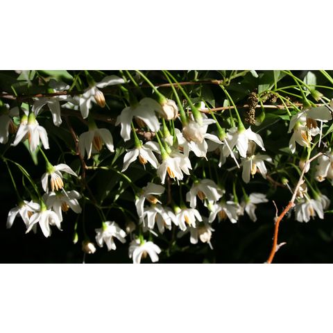 Styrax japonicus