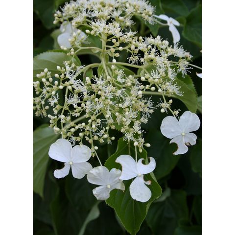 Hydrangea anomala ssp. petiolaris