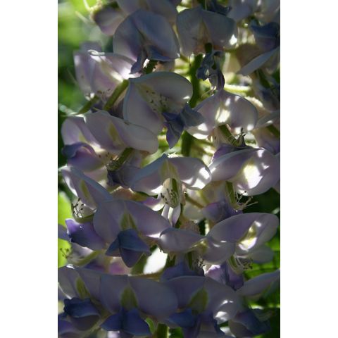 Wisteria macrostachya 'Aunt Dee'