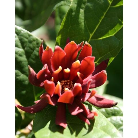 Calycanthus 'Michael Lindsey'