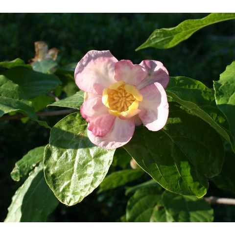 Calycanthus chinensis