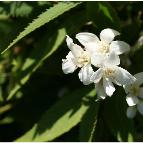 Deutzia gracilis 'Nikko'