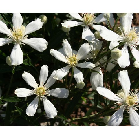 Clematis hexapetala