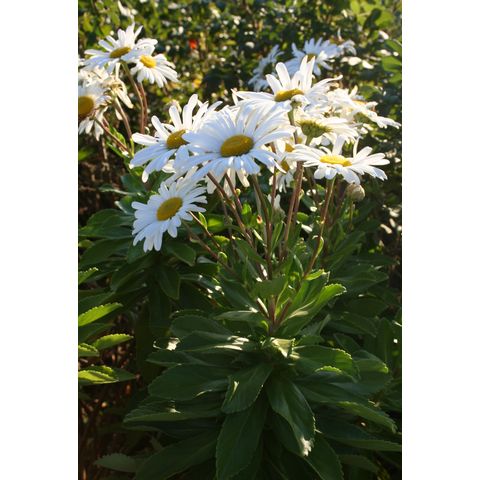 Nipponanthemum nipponicum