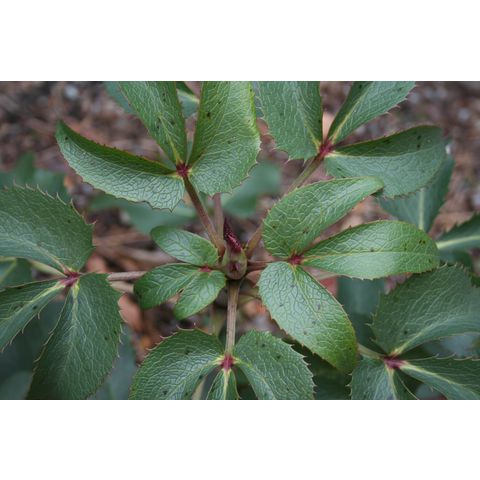 Helleborus argutifolius