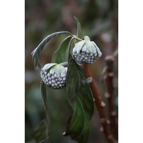 Edgeworthia chrysantha
