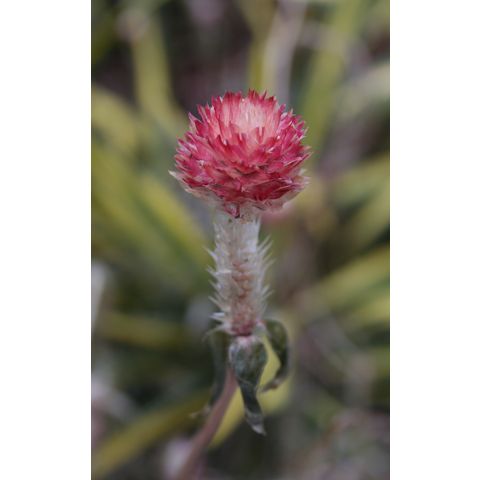 Gomphrena 'Strawberry Fields'