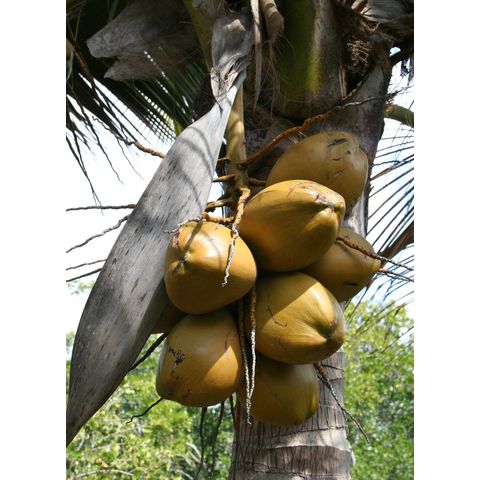 Cocos nucifera