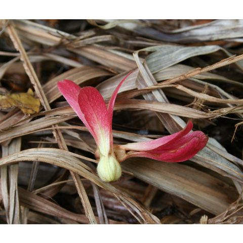 Triplaris cumingiana (Polygonaceae)