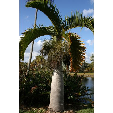 Eriophorbe lagenicaulis