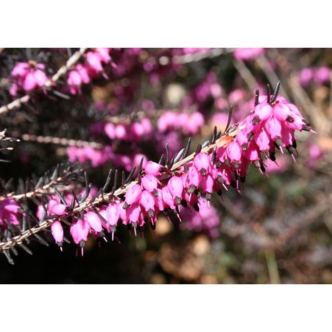 Erica sp.
