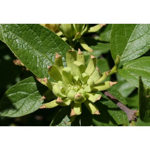 Calycanthus floridus 'Athens'