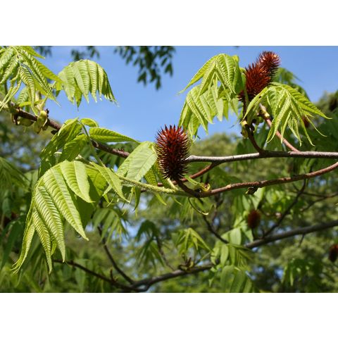 Platycarya strobilacea