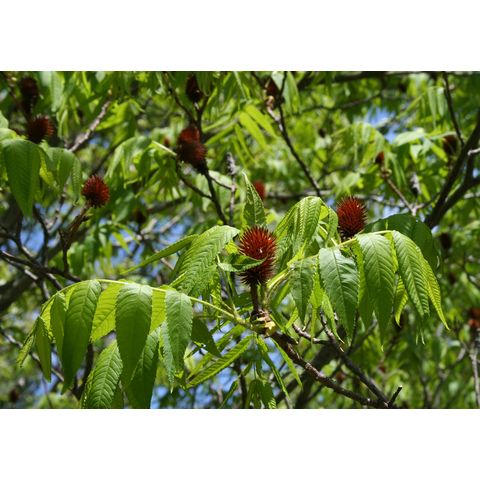 Platycarya strobilacea