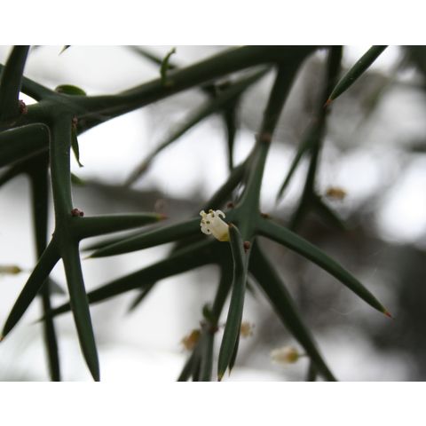 Colletia cruciata