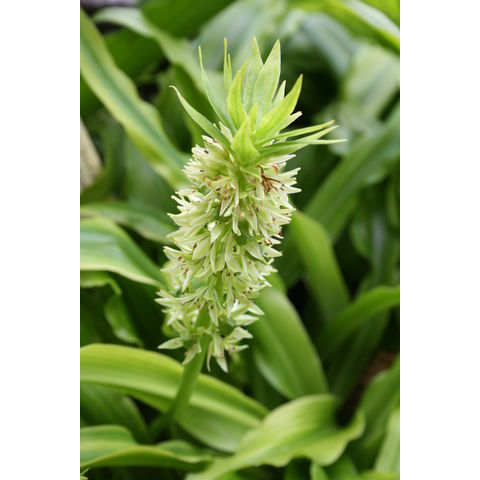 Eucomis bicolor 'Alba