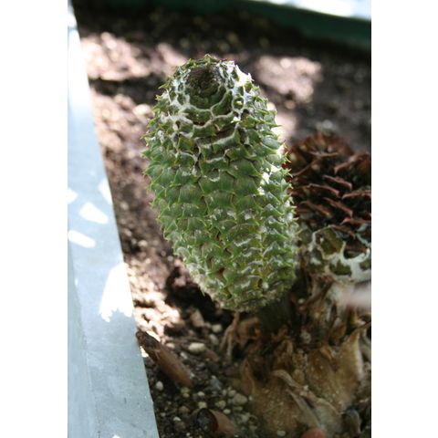 Ceratozamia mexicana