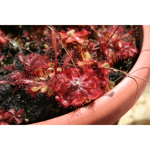 Drosera natalensis