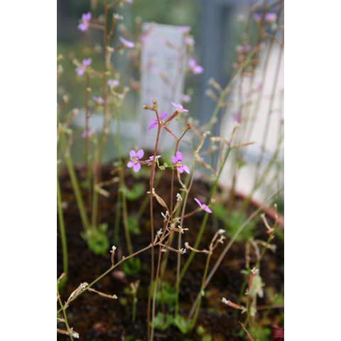 Stylidium sp.