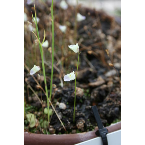 Utricularia livida