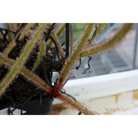 Drosera regia
