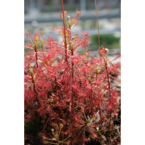 Drosera madagascariensis