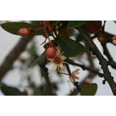 Putterlickia pyracantha
