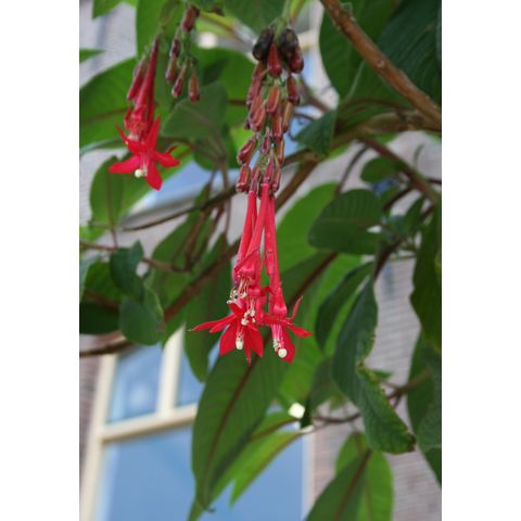 Fuchsia boliviana