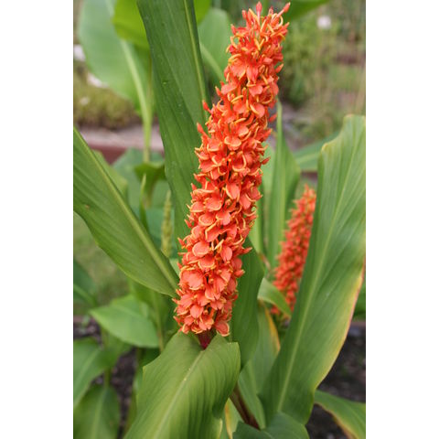 Hedychium densiflorum