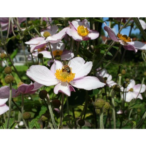 Delphinium staphisagria