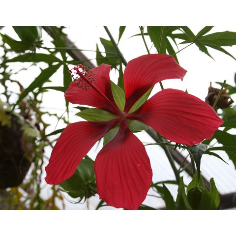 Hibiscus coccineus