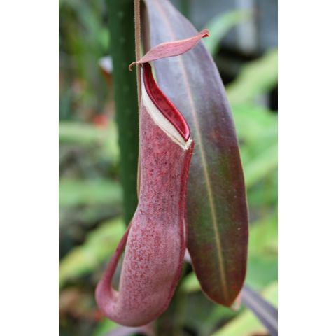 Nepenthes albomarginata