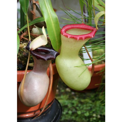 Nepenthes ventricosa
