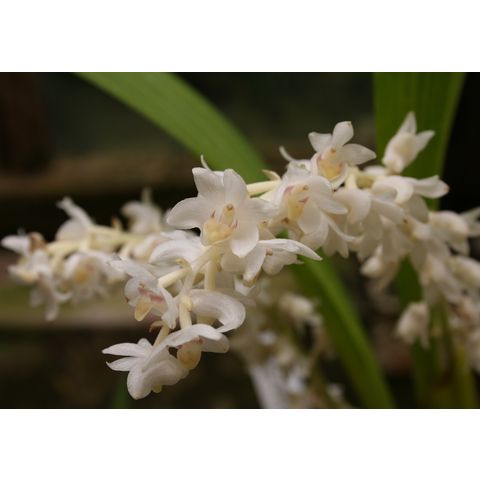 Eria hyacinthoides