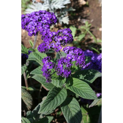 Heliotropium arborescens